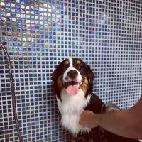 Howlin at the Moon Bakery ico