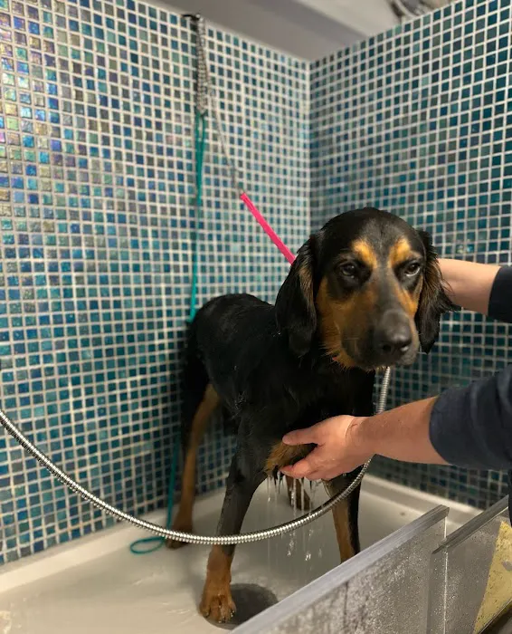 Howlin at the Moon Bakery Picture 7