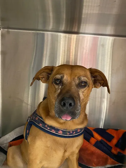 Easthampton Animal Hospital Picture 7