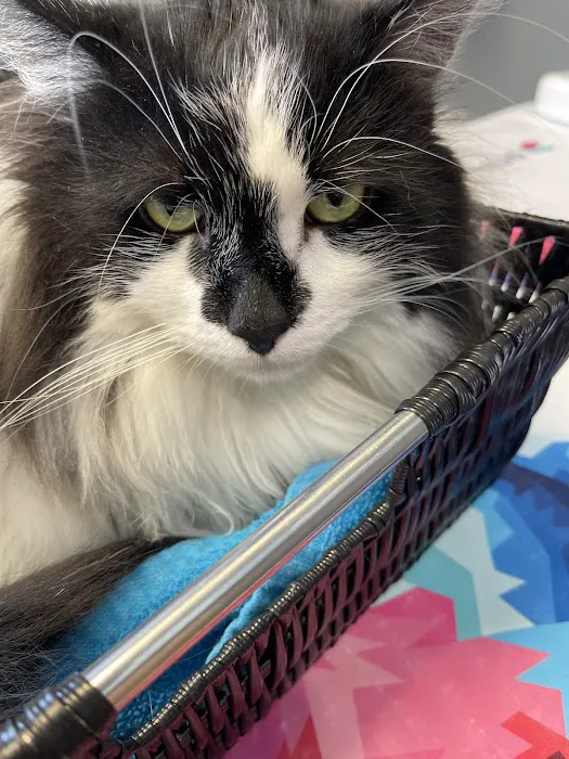 Easthampton Animal Hospital Picture 4