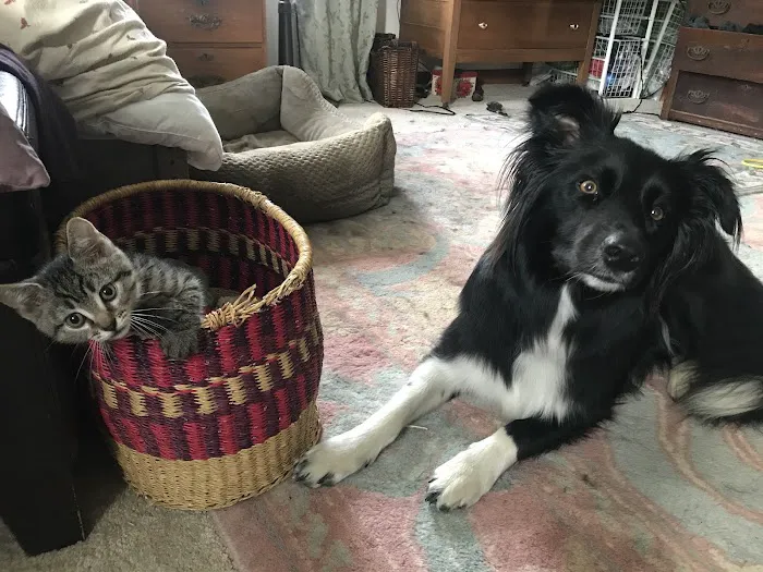 Easthampton Animal Hospital Picture 9