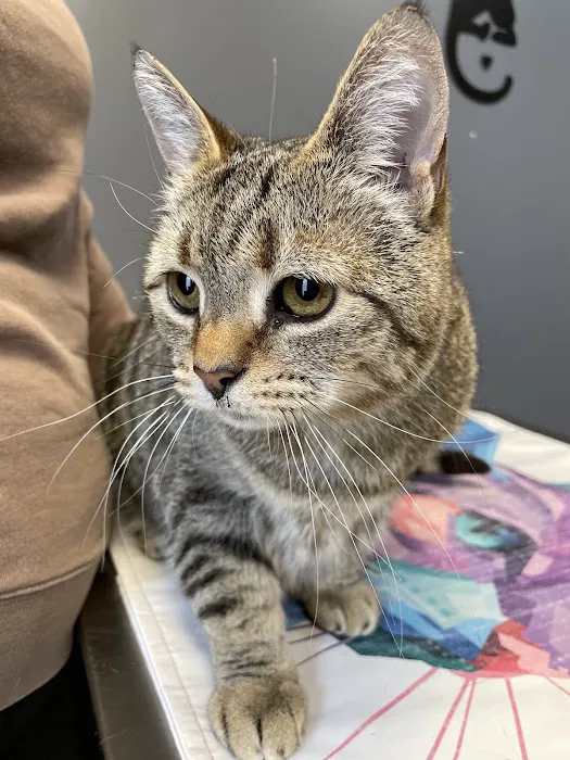 Easthampton Animal Hospital Picture 3