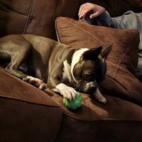 Easthampton Animal Hospital ico