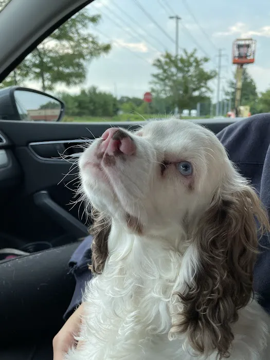 Easthampton Animal Hospital Picture 8