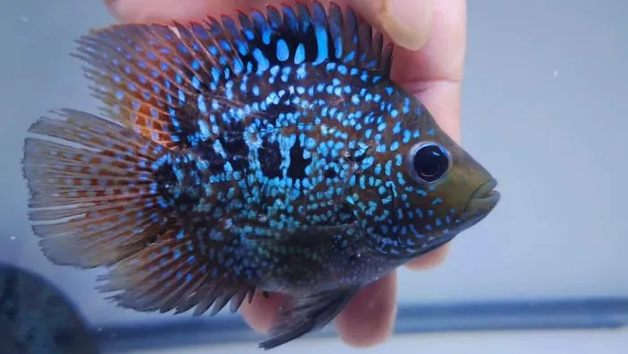 Glass House Aquatics Picture 1