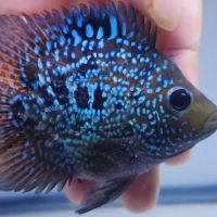 Glass House Aquatics ico