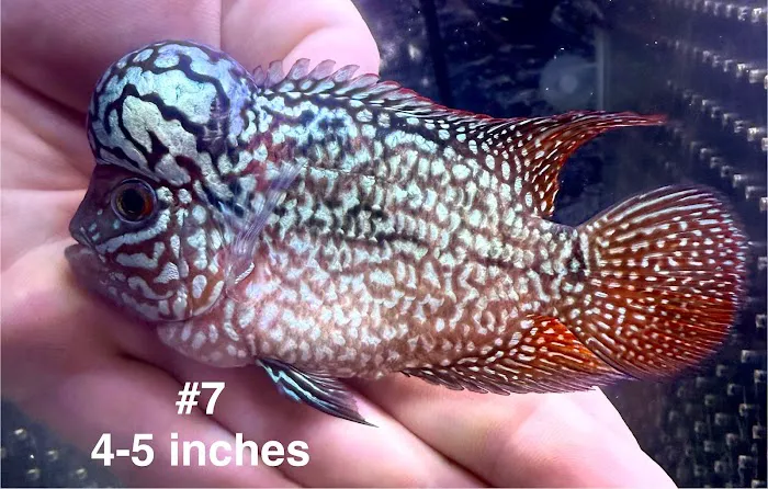 Glass House Aquatics Picture 2