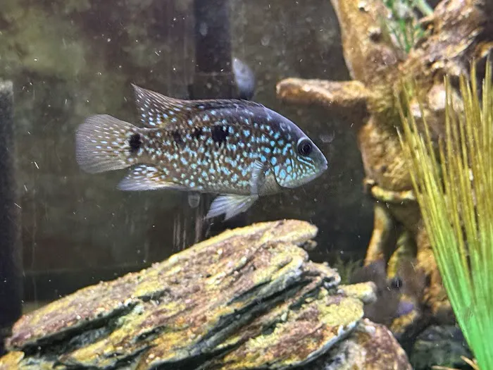 Glass House Aquatics Picture 5