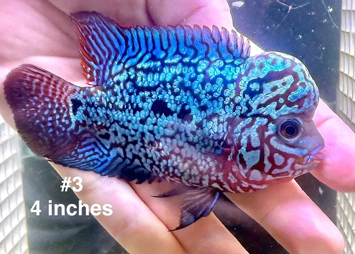 Glass House Aquatics Picture 6