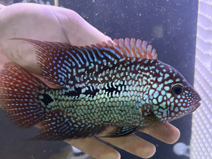 Glass House Aquatics Picture 7