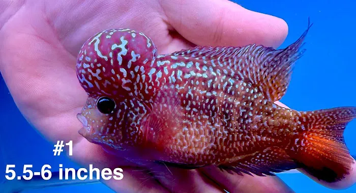 Glass House Aquatics Picture 9