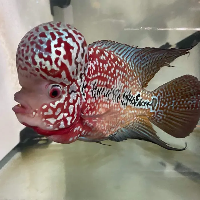 Glass House Aquatics Picture 10