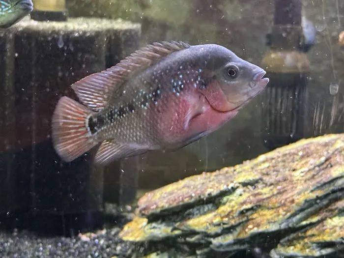 Glass House Aquatics Picture 4