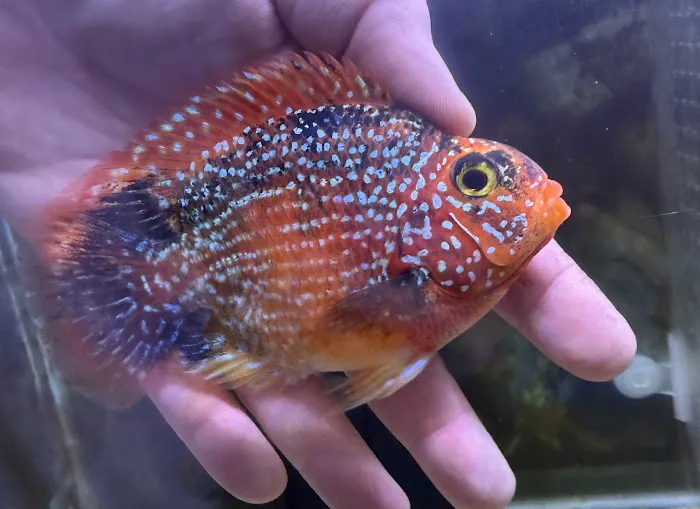 Glass House Aquatics Picture 8