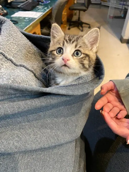 VCA Montgomery Road Animal Hospital Picture 6