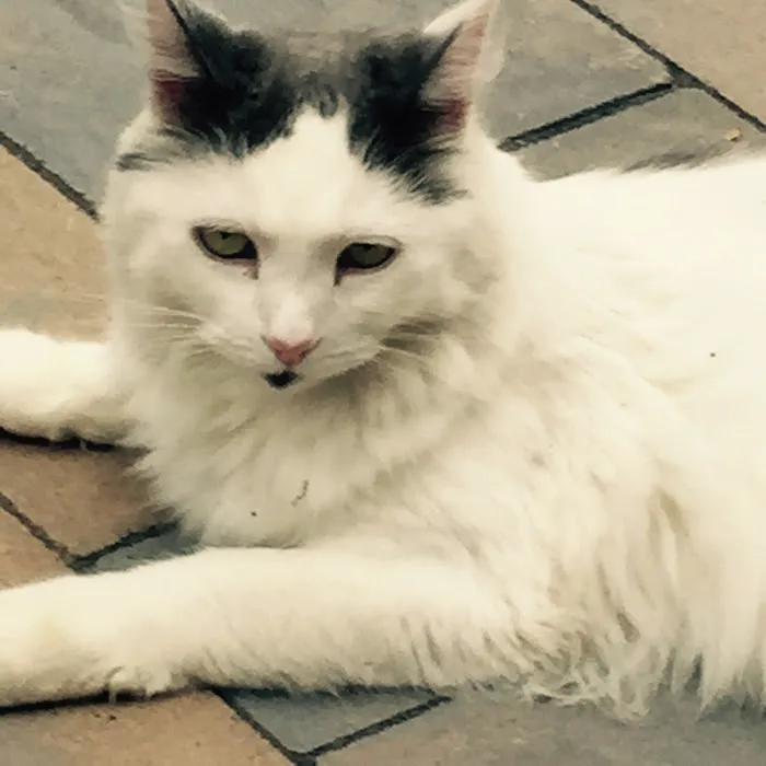 Holden Veterinary Clinic, A Thrive Pet Healthcare Partner Picture 1