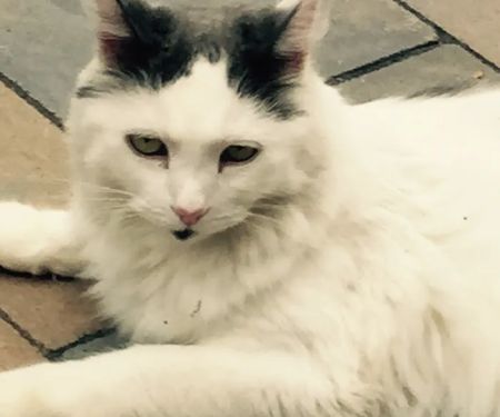 Holden Veterinary Clinic, A Thrive Pet Healthcare Partner