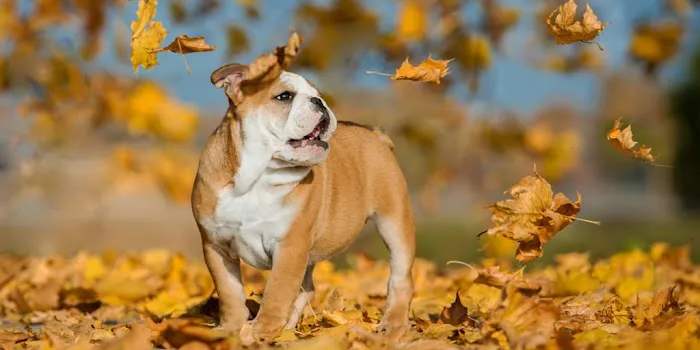 Holden Veterinary Clinic, A Thrive Pet Healthcare Partner Picture 7