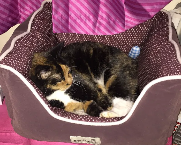 Holden Veterinary Clinic, A Thrive Pet Healthcare Partner Picture 4