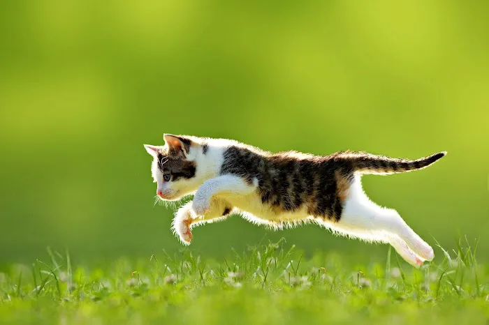 Holden Veterinary Clinic, A Thrive Pet Healthcare Partner Picture 9