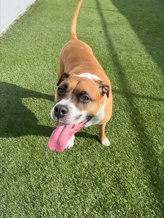 Holden Veterinary Clinic, A Thrive Pet Healthcare Partner Picture 5