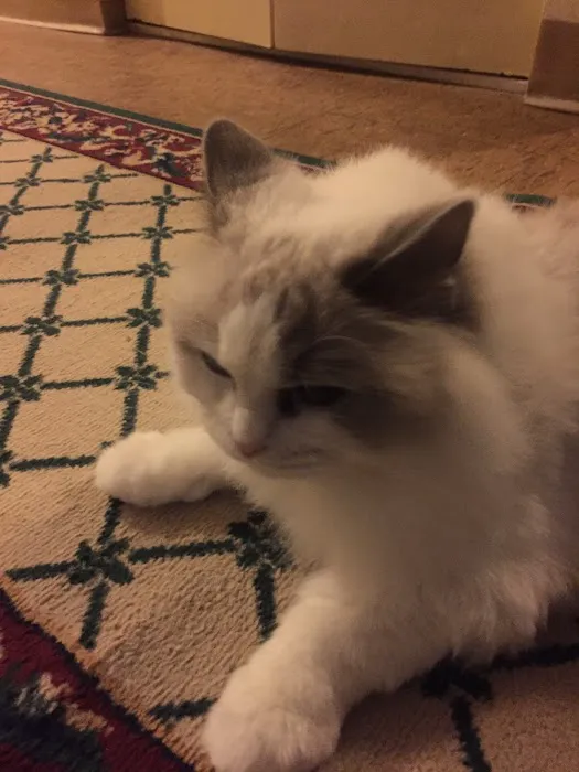 Holden Veterinary Clinic, A Thrive Pet Healthcare Partner Picture 6