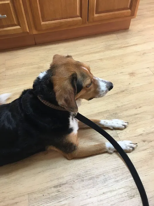 Holden Veterinary Clinic, A Thrive Pet Healthcare Partner Picture 2