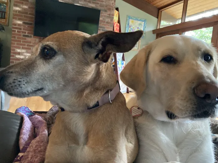 Hubbardston Veterinary Clinic Picture 4