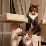 Hubbardston Veterinary Clinic