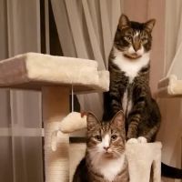 Hubbardston Veterinary Clinic ico