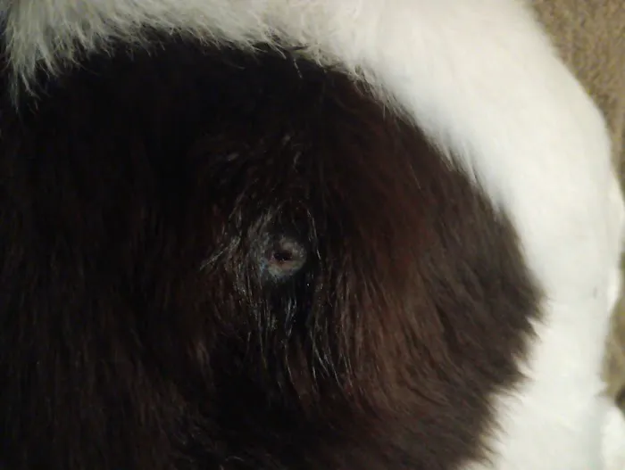 Hubbardston Veterinary Clinic Picture 2