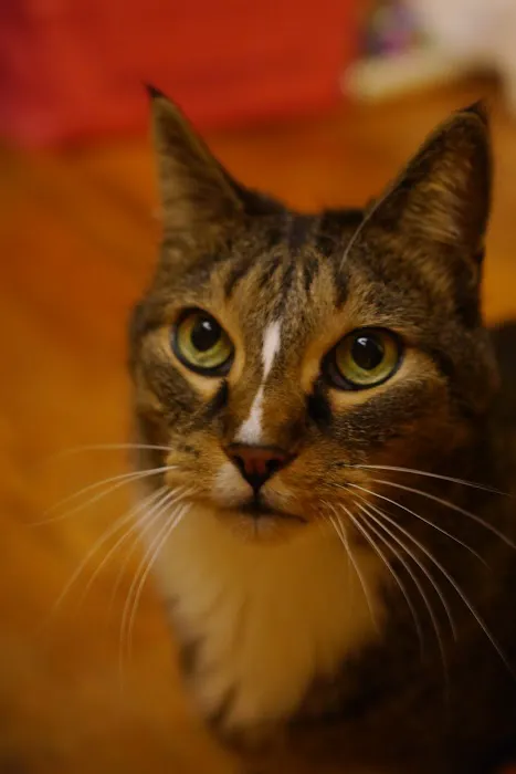 Sunderland Animal Hospital Inc Picture 7