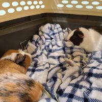 Sunderland Animal Hospital Inc ico