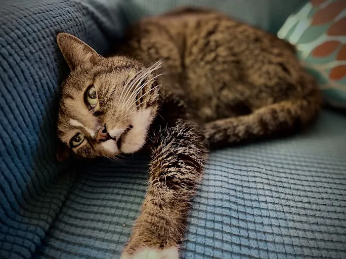 Sunderland Animal Hospital Inc Picture 9