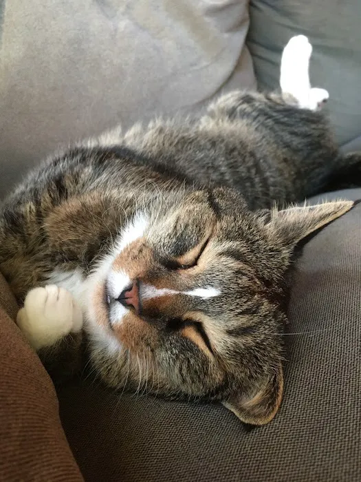 Sunderland Animal Hospital Inc Picture 5