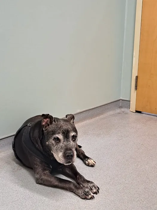 Sunderland Animal Hospital Inc Picture 4