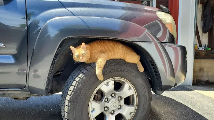 Sunderland Animal Hospital Inc Picture 10