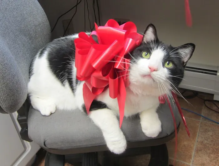 Northampton Veterinary Clinic Picture 3