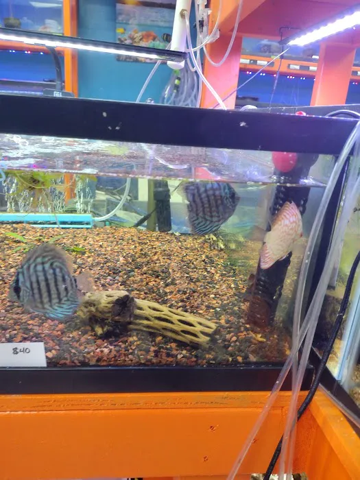 Missing Link Aquatics & Exotics Picture 2