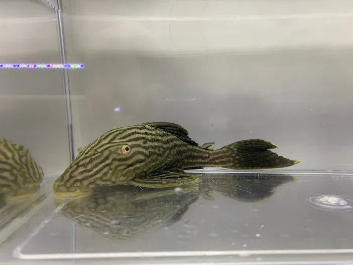 Missing Link Aquatics & Exotics Picture 8