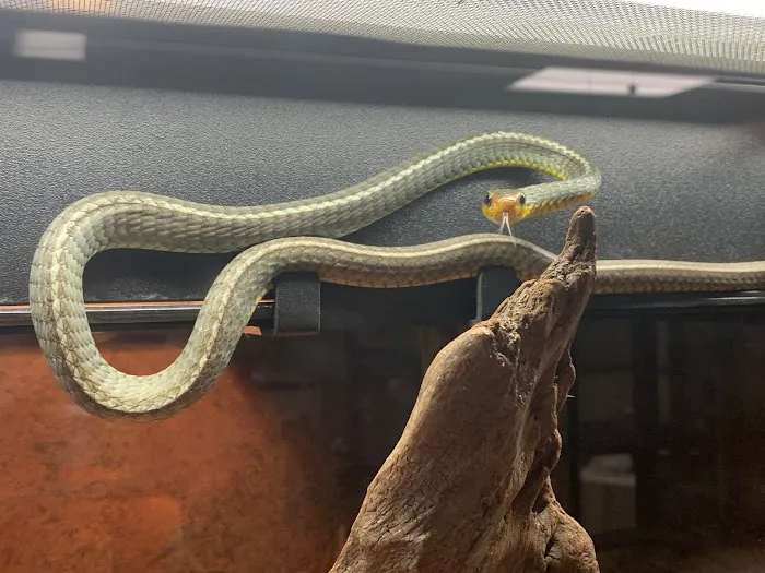 Missing Link Aquatics & Exotics Picture 5