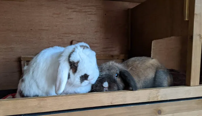 Misty Blue's Bunnies Picture 3