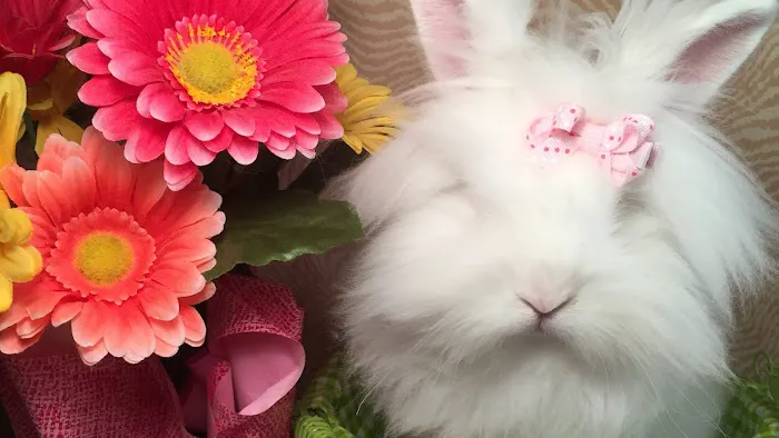 Misty Blue's Bunnies Picture 1