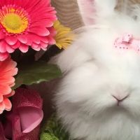 Misty Blue's Bunnies ico