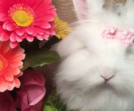Misty Blue's Bunnies