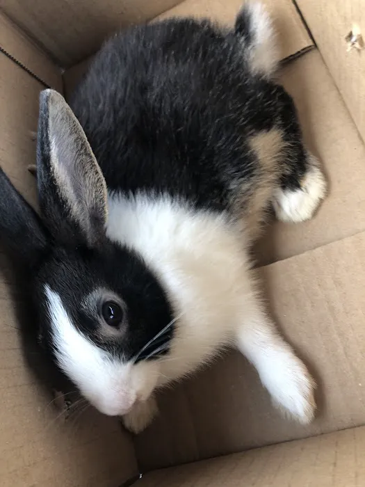 Misty Blue's Bunnies Picture 6