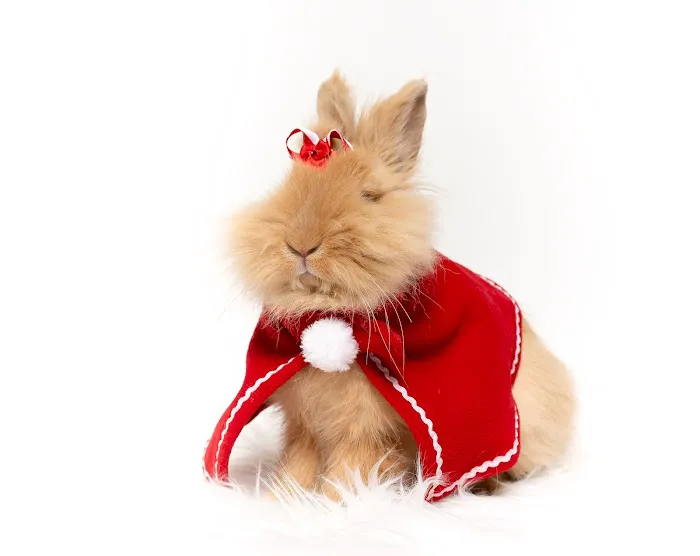 Misty Blue's Bunnies Picture 5