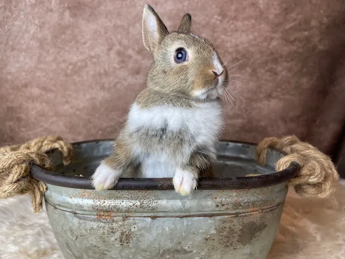 Misty Blue's Bunnies Picture 7