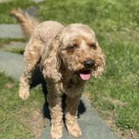 Putnam Veterinary Clinic ico