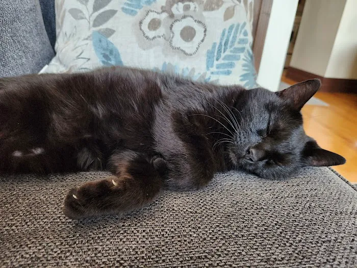 Cumberland Animal Hospital Picture 2